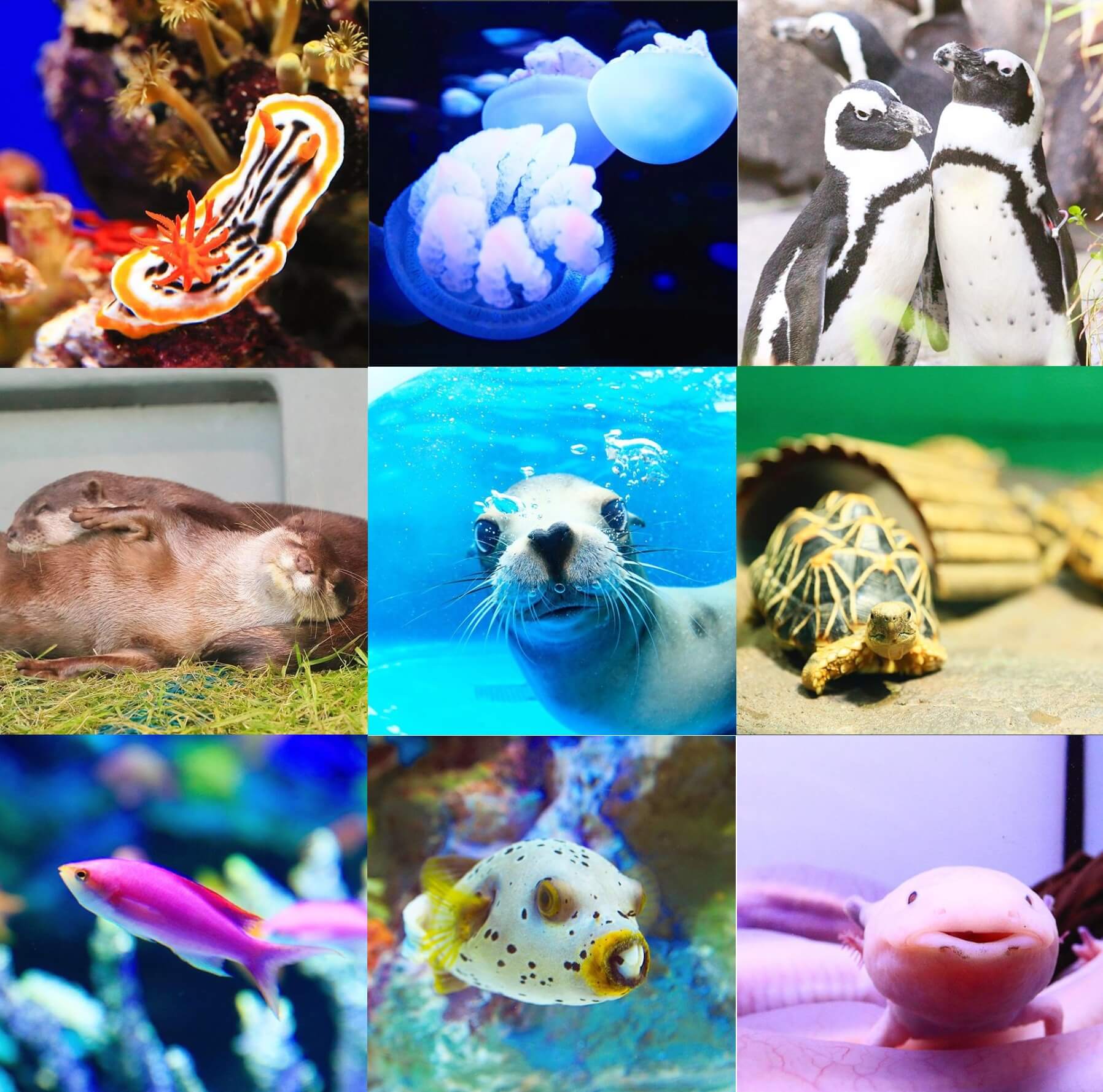 夜の水族館で女子会 サンシャイン水族館に1泊する オトナ女子の夜ふかし水族館 Itsnapマガジン