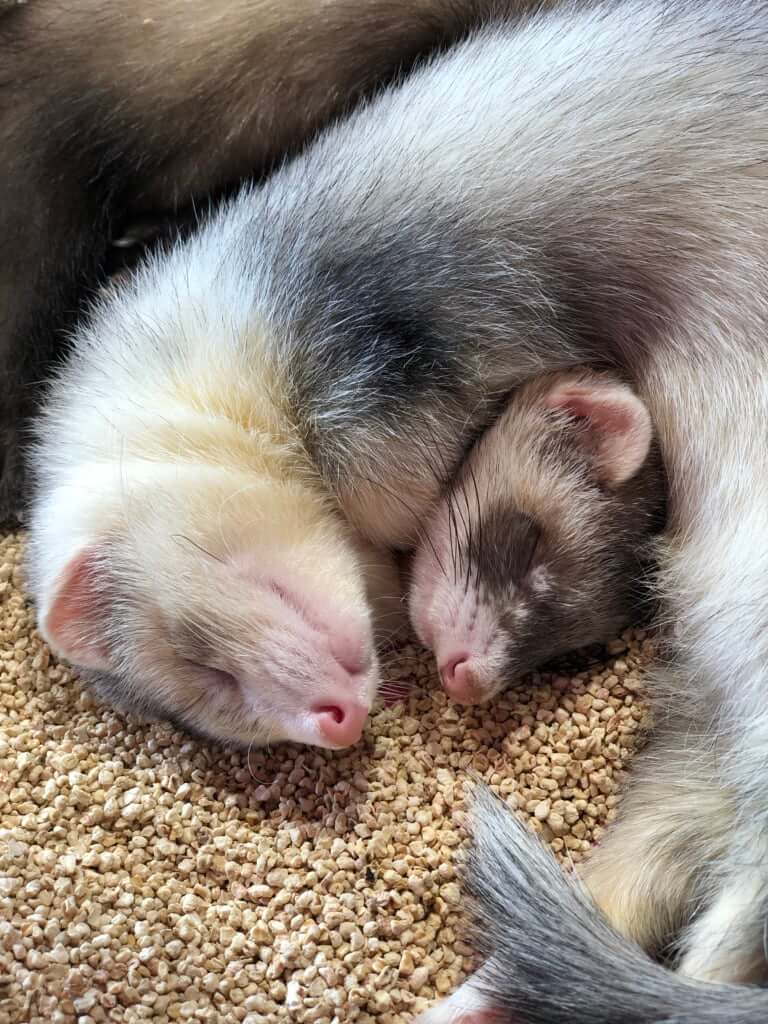 原宿の真ん中に動物 ちび動物たちと触れ合えるショップが激アツ Itsnapマガジン