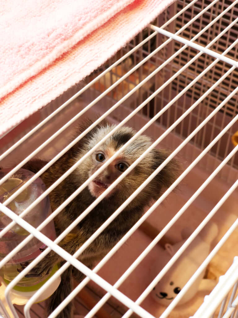 原宿の真ん中に動物 ちび動物たちと触れ合えるショップが激アツ Itsnapマガジン