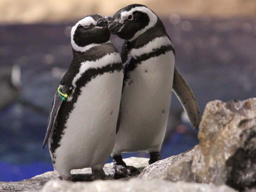 恋するペンギンにキュン 恋愛相談もできる 恋する水族館 Sweet Penguins Itsnapマガジン