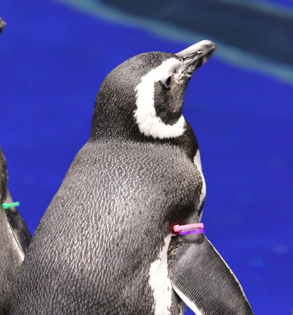 恋するペンギンにキュン 恋愛相談もできる 恋する水族館 Sweet Penguins Itsnapマガジン