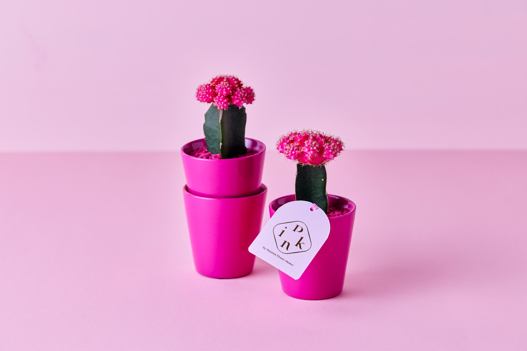 大阪・阪神梅田「Pink by Aoyama Flower Marketのヒボタン／￥1,320(税込み)